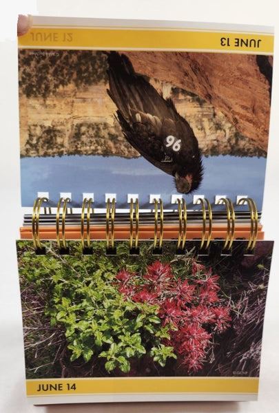 Grand Reflections Perpetual Calendar