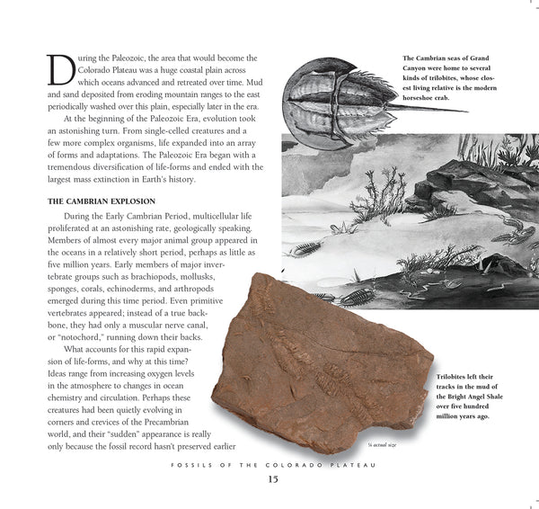 Life in Stone - Fossils of the Colorado Plateau