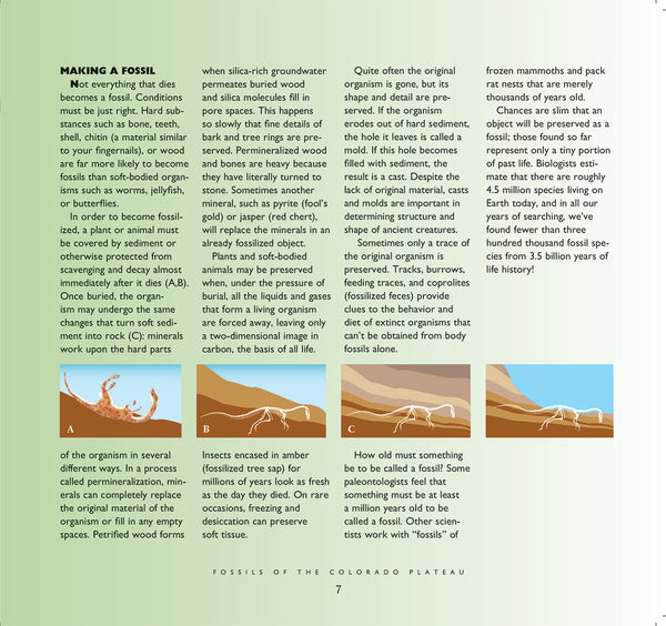 Life in Stone - Fossils of the Colorado Plateau